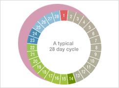 3.How long is a menstruation cycle?
