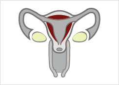 2. Ovulation