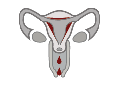 4. The menstrual phase